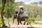 Phuket, Thailand - 04/19/2019 - Elephant bathing camp in Phuket with captive elephant giving rides to tourists