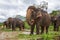 Phuket, Thailand, elephant farm, elephant riding