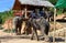 Phuket, Thailand: Elephant Trek Base Camp