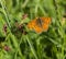 Phyciodes mylitta