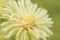 Phylica Pubescens flowers in bloom in spring sunshine.