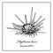 Phyllacanthus imperialis or Sputnik urchin. Seashell. Black and white square card. Hand-drawn collection. Vector illustration.