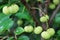 Phyllanthus acidus fruit on the tree. Otaheite gooseberry fruit