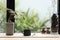 Phyllanthus Mirabilis plant with Black coffee cup and coffee bean bottle on wooden table