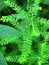 Phyllanthus niruri is called Green Meniran in Indonesia
