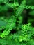 Phyllanthus niruri is called Green Meniran in Indonesia