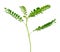 Phyllanthus Niruri Plant on A White Background