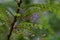 Phyllanthus Pulcher flowers and raindrops.