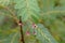 Phyllanthus pulcher, the tropical leaf-flower.