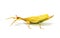 Phyllium philippinicum, aka Leaf Insect is an insect in the order of stick insects, phasmida, that looks like a leaf and