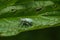 Phyllobius pomaceus beetle on nettle leaf