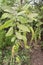 Phyllodium longipes leaf plant on farm