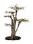 Phyllodium pulchellum L. used to create a tall bonsai
