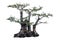 Phyllodium pulchellum L. used to create a tall bonsai