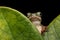 Phyllomedusa hypochondrialis sitting on green leaves