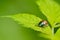 Phyllopertha horticola, or the Garden Chafer