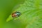 Phyllopertha horticola, or the Garden Chafer