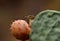 Phylloscopus bird on cactus