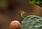 Phylloscopus bird on cactus