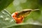 Phylloscopus bird on prickly pear