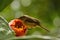 Phylloscopus bird on prickly pear