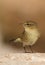 Phylloscopus collybita chiffchaff