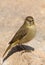 Phylloscopus collybita chiffchaff