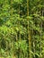 Phyllostachys Aurea bamboo