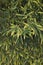 Phyllostachys aurea, bamboo hedge