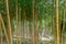 Phyllostachys aureosulcata spectabilis bamboo
