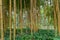Phyllostachys aureosulcata spectabilis bamboo