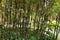 Phyllostachys Nigra forest in the garden
