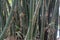 (Phyllostachys) Poaceae Landscape of trees and bamboo leaves in garden