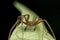 Phylodromidae Sp. male spider posing on green leaf portrait