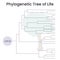 Phylogenetic tree science vector illustration graphic design