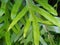 Phymatosorus scolopendria, monarch fern, musk fern, maile-scented fern, wart fern