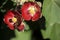 Phymosia Umbellata flowers in the garden and bee pollinating