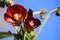 Phymosia Umbellata flowers in the garden in Spain