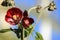 Phymosia Umbellata flowers in the garden in Spain