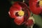 Phymosia Umbellata flowers in the garden in Spain