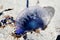 Physalia physalis or Portuguese man o`war