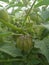 Physalis angulata or baloon Cherry fruit plant