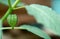Physalis angulata fruit