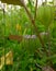Physalis angulata plant ,Example of Poisonous Plant