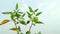 Physalis angulata plant leave fruit