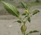 Physalis angulata, wild gooseberry