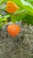 Physalis. Beautifully flowering shrubs in the garden. Physalis autumn bloom. Vertical photo