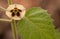 Physalis blossom with small yellow flower beautiful