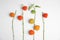 Physalis branches with colorful sepals on white background, flat lay