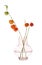 Physalis branches in glass vase on white background